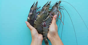 Fresh Giant Prawnsin Hand.jpg Wallpaper