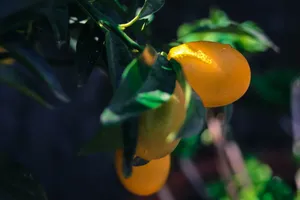 Fresh Kumquat Fruits Close Up Shot Wallpaper