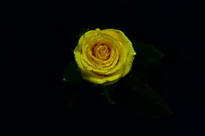 Fresh Misty Yellow Rose Wallpaper