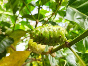 Fresh Noni Fruits Under Daylight Wallpaper