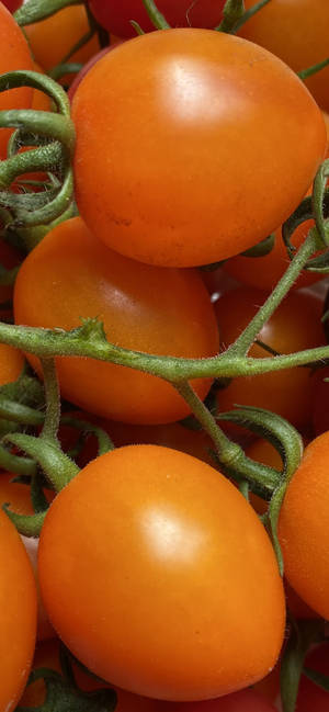 Fresh Orange Tomatoes Wallpaper