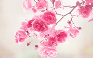 Fresh Pink Flower Wallpaper