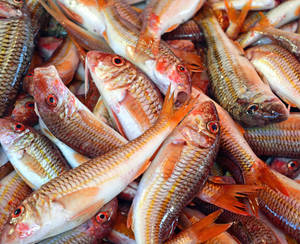 Fresh Red Mullet Fishes Wallpaper