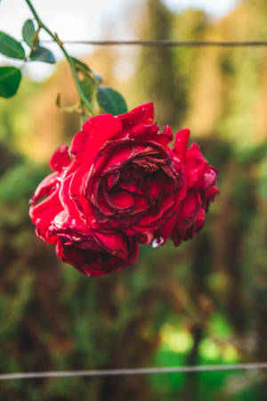 Fresh Red Rose Hd Wallpaper