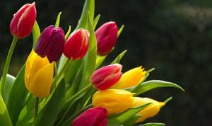 Fresh Tulip Flower Wallpaper