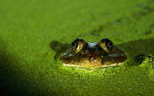 Frog Floating On Swamp Wallpaper