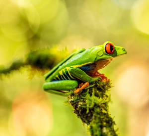 Frog On Branch Close-up Wallpaper