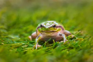 Frog On Green Grass Wallpaper