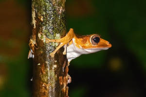 Frog On Wet Tree Wallpaper