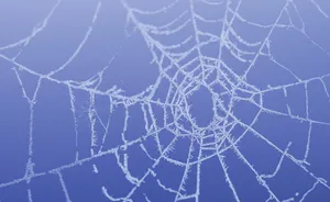 Frosty Spider Web Background Wallpaper