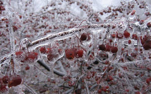 Frozen Branches Raspberry Bush Wallpaper