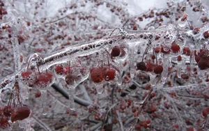 Frozen Branches Raspberry Bush Wallpaper
