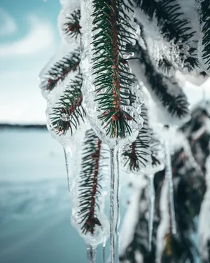 Frozen Pine Tree Leaves Wallpaper