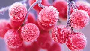 Frozen Red Berries Wallpaper
