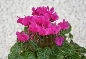 Fuchsia Cyclamen Flower Wallpaper