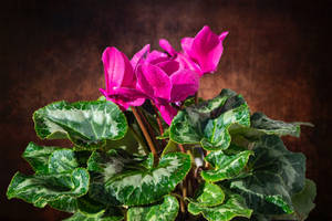 Fuchsia Ornamental Cyclamen Wallpaper