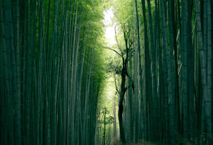 Full 4k Desktop Bamboo Grove Wallpaper