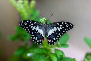 Full Hd Butterfly Black White Open Wings Wallpaper
