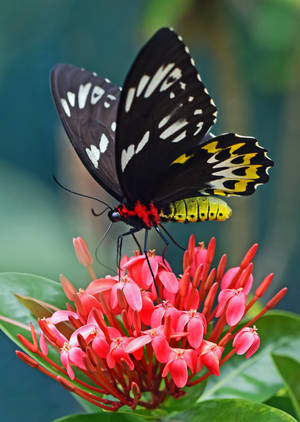 Full Hd Butterfly Black Yellow Swallowtail Wallpaper
