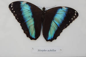 Full Hd Butterfly Blue-banded Butterfly Wallpaper