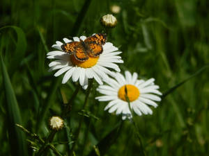 Full Hd Butterfly Daisy Wallpaper