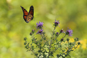 Full Hd Butterfly Monarch Violet Flower Wallpaper