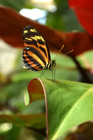 Full Hd Butterfly Orange Black Banded Wallpaper