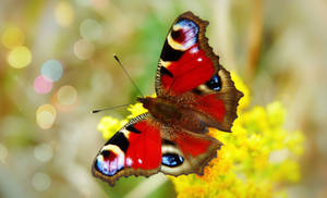 Full Hd Butterfly Red Multicolored Wallpaper