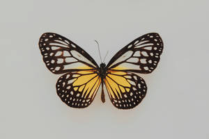 Full Hd Butterfly Yellow Glassy Tiger Wallpaper