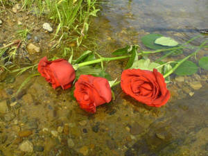 Full Hd Red Roses Wallpaper