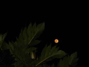 Full Moon Over Leaves Wallpaper