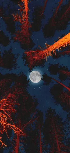 Full Moon Over The City - An Aesthetic Iphone X Wallpaper Wallpaper