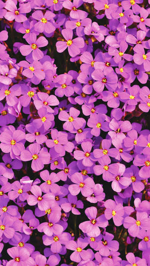 Full Screen 4k Flowers Aubrieta Portrait Wallpaper