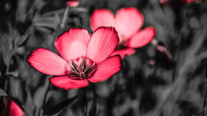 Full Screen 4k Flowers Pink Flax Wallpaper