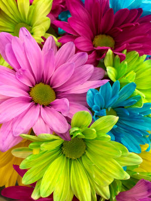 Full Screen 4k Flowers Rainbow Daisies Wallpaper