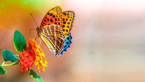 Full Screen 4k Flowers With Butterfly Wallpaper