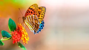 Full Screen 4k Flowers With Butterfly Wallpaper
