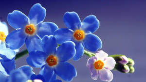 Full Screen Sunlit Blue Forget-me-nots 4k Wallpaper Wallpaper