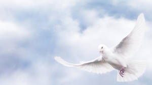 Funeral Peace Dove Wallpaper