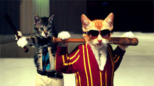 Funny Cat Gangsters Wallpaper