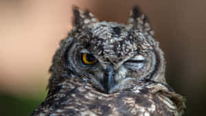 Funny Cute Animals Winking Owl Wallpaper