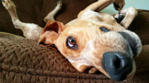 Funny Dog On Brown Sofa Wallpaper