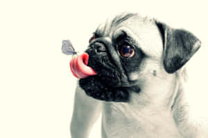 Funny Dog Pug With Butterfly Wallpaper