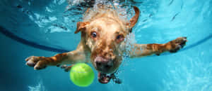 Funny Dog Underwater With Ball Wallpaper
