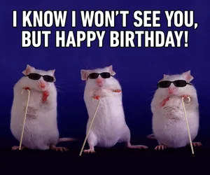 Funny Hamsters Celebrating Birthday Wallpaper