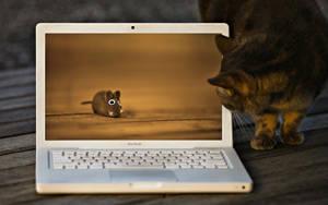 Funny Laptop Cat Wallpaper