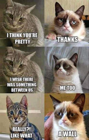 Funny Meme Grumpy Cat Wall Wallpaper