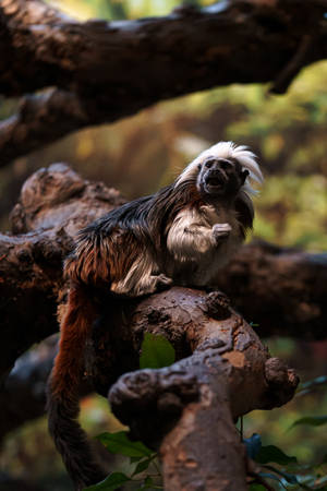 Funny Monkey In Tree Wallpaper