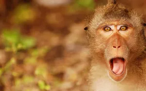 Funny Monkey Tongue Out Wallpaper