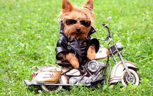 Funny Motorbike Yorkshire Terrier Wallpaper